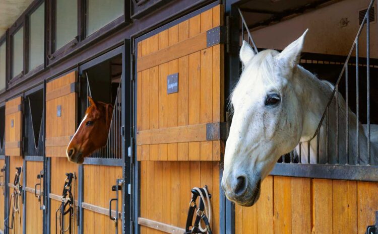 Animal Health 4
