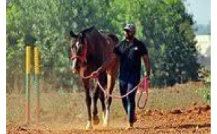 Horses & Harvard? Yes Please! How Equestrian Skills Can Land You in Top Colleges